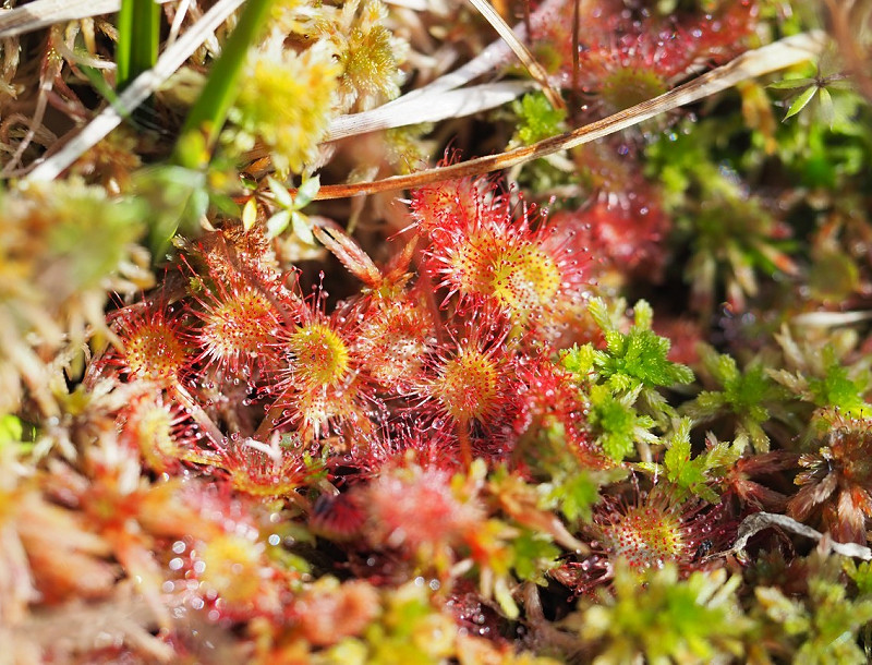 Botanicko-zoologická vycházka do PR Damašek